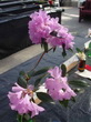 R. rubiginosum Wakehurst